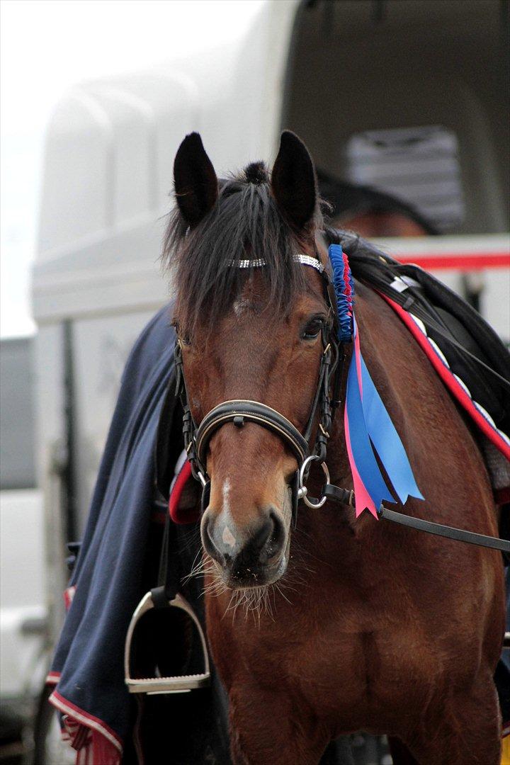 FØRSTE C-STÆVNE MED LB :D! - smukke dyr! billede 76