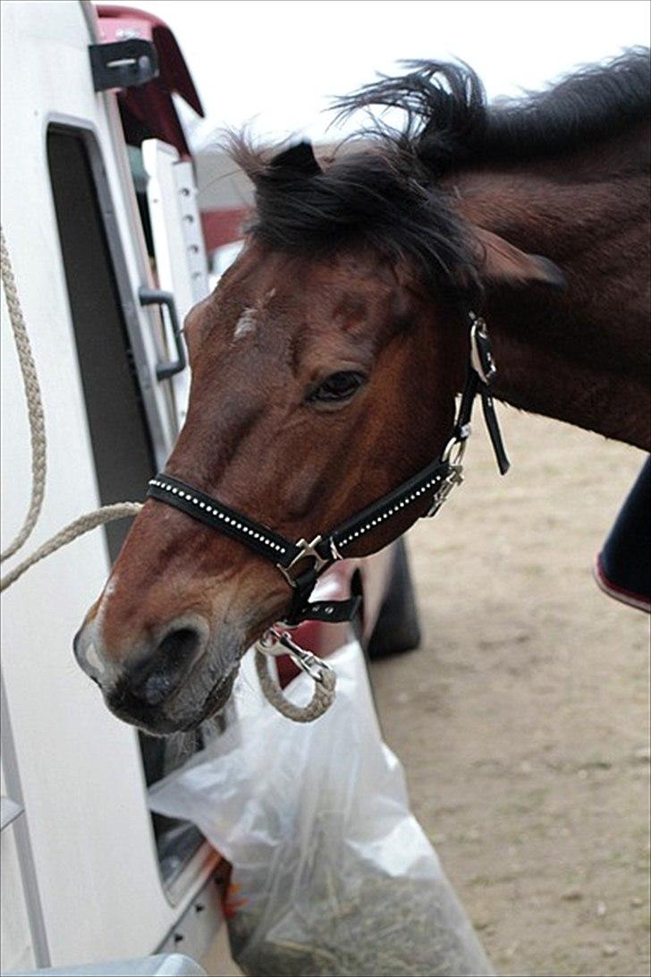 FØRSTE C-STÆVNE MED LB :D! - ryste xD billede 77