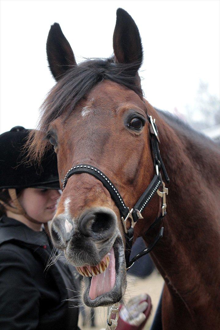 FØRSTE C-STÆVNE MED LB :D! billede 79