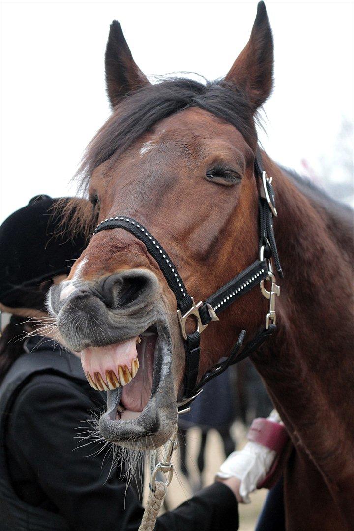 FØRSTE C-STÆVNE MED LB :D! - det var hårdt xD billede 80