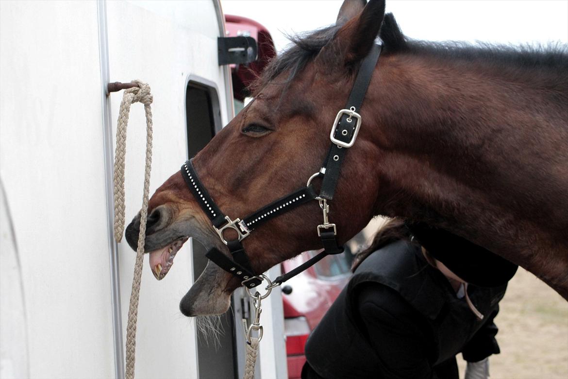 FØRSTE C-STÆVNE MED LB :D! billede 82