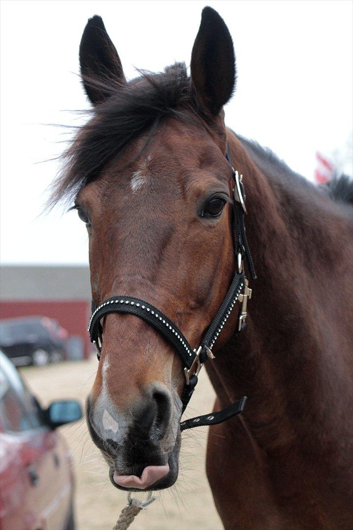 FØRSTE C-STÆVNE MED LB :D! billede 83