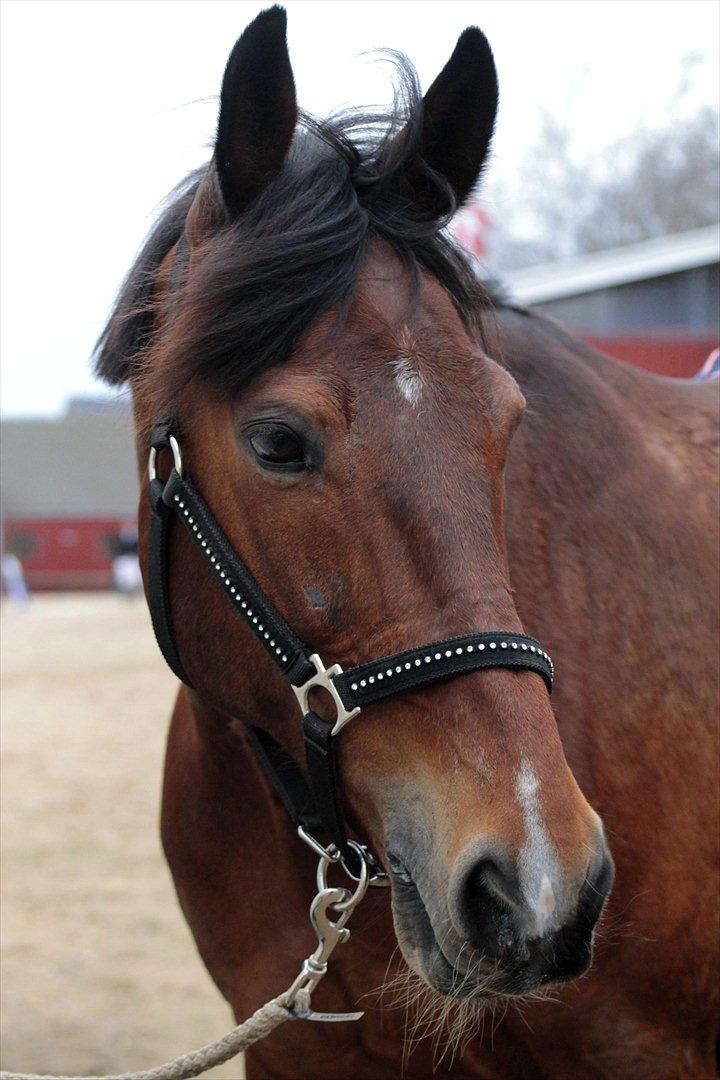 FØRSTE C-STÆVNE MED LB :D! billede 85