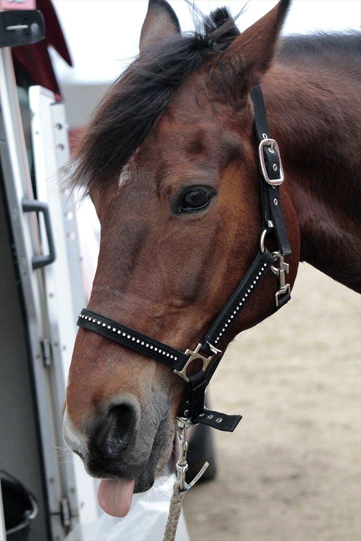 FØRSTE C-STÆVNE MED LB :D! billede 87