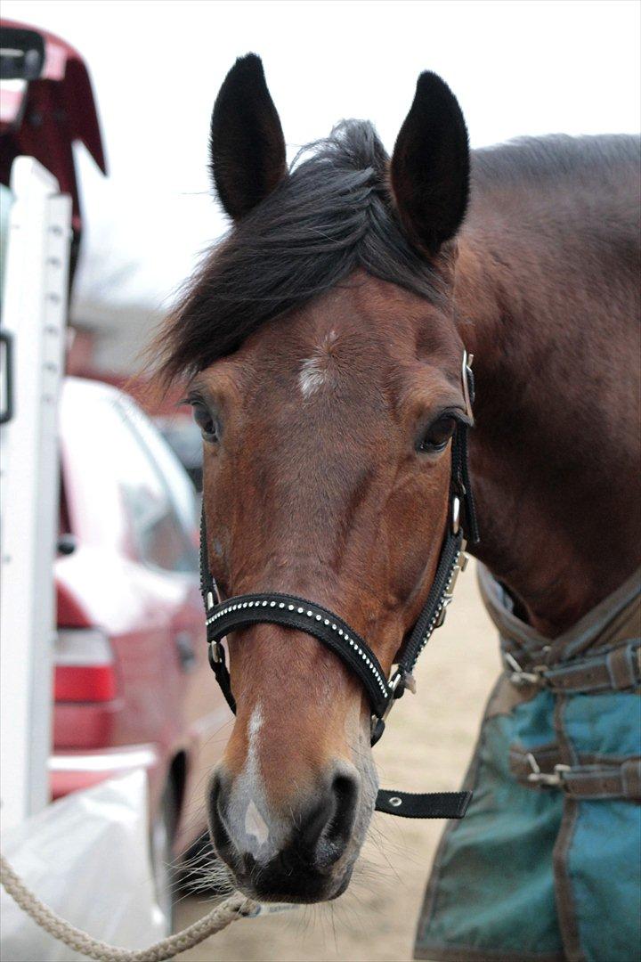 FØRSTE C-STÆVNE MED LB :D! billede 88