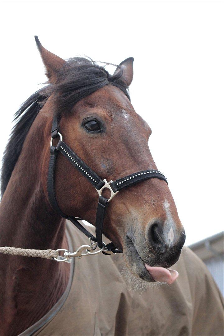 FØRSTE C-STÆVNE MED LB :D! billede 89