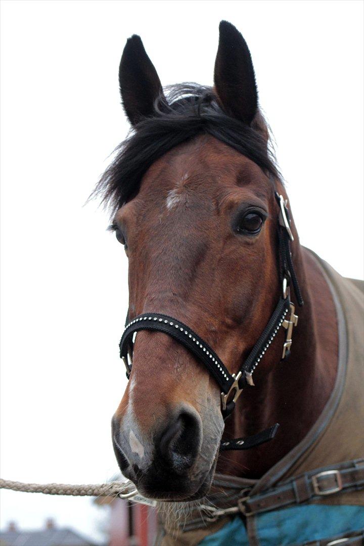 FØRSTE C-STÆVNE MED LB :D! billede 90