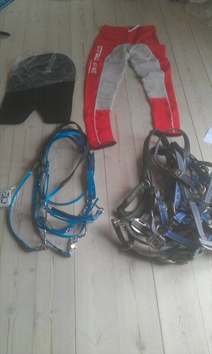 hest og rytter i herning!!  - røde ridebukser, blåt hoved tøj, grimmer og ting ting til under sadelen billede 1