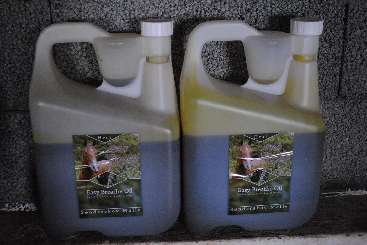 hest og rytter i herning!!  - olie til hestene billede 4