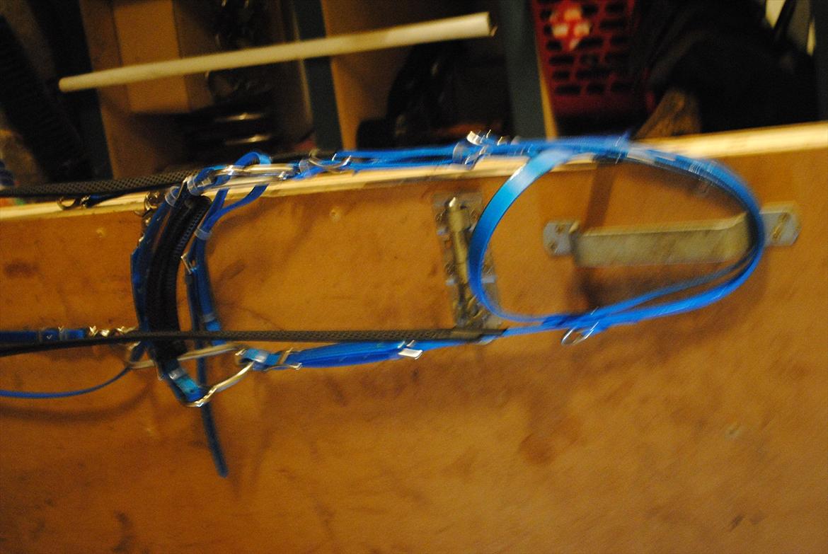 hest og rytter i herning!!  - blåt hovedtøj billede 5