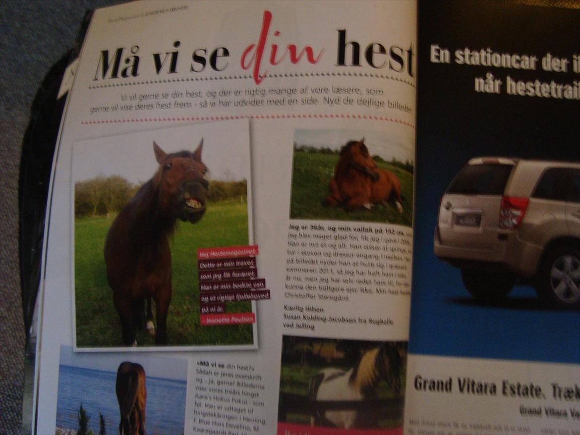 Vores billedebog. - Min hest har været i Hestemagasinet!! :-D Rimelig sejt! :-P billede 27