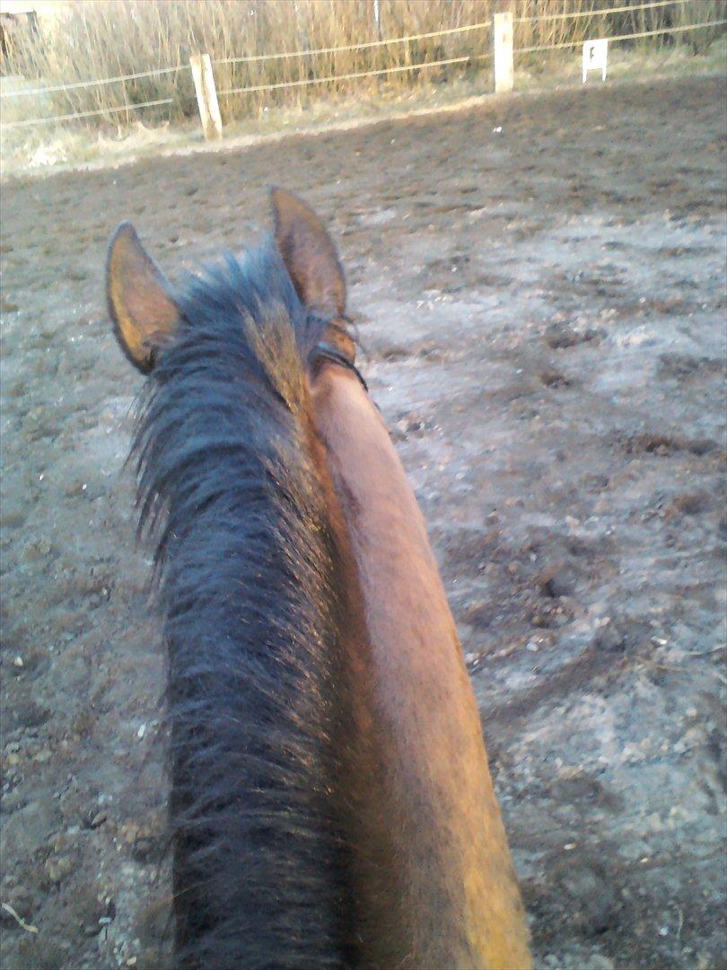 Vores billedebog. - SE SE SE!!! VI RIDER!! :-D<3 Eller noget i den stil! xD Dette er et billede fra en af de bedre træninger i år fra ryggen! :-* billede 28