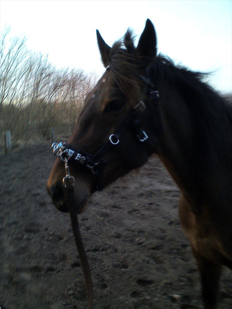 Vores billedebog. - Jeg var i Herning d. 9/3 og købte en læderkapsun, som jeg i dag prøvede på ham! :-D Den sidder godt på ham :-D Han var lidt bange for ringenes klingren i starten, men faldt til ro, og vi sluttede godt af! :-D billede 29