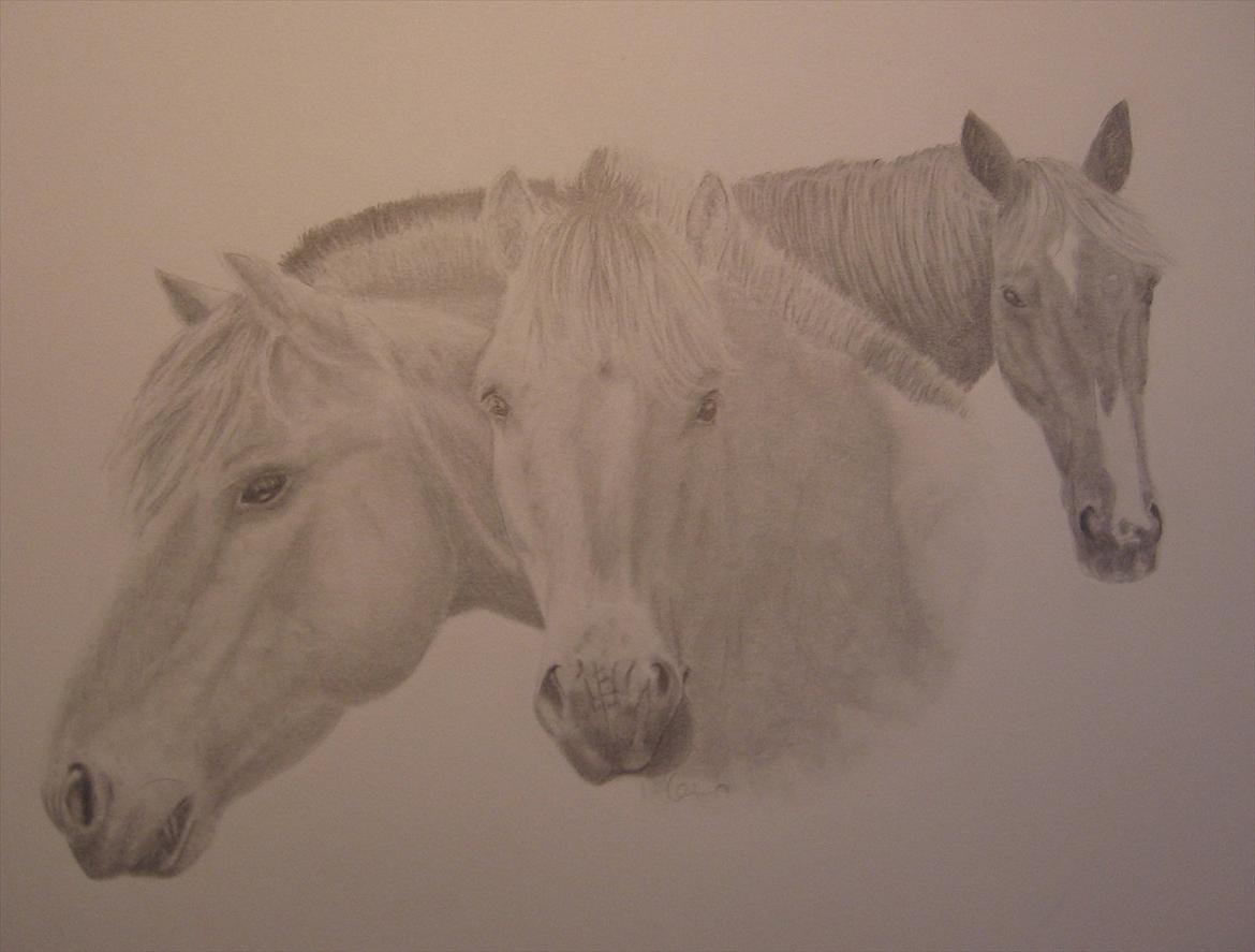 Mine tegninger - Gave til min veninde af hendes daværende 3 heste - Buffe Freetos og tresok - Billedet er udført på A3 papir billede 1