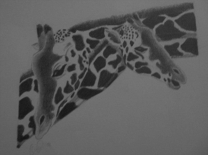 Mine tegninger - Giraffer - A4 billede 5