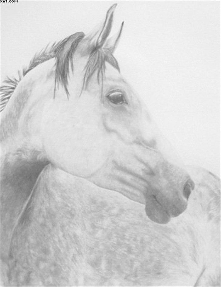 Mine tegninger - BESTILLING: Min venindes nor bestilte denne til hendes datter i julegave af datterens hest Quiara  - billedet er udført på A2 papir billede 7