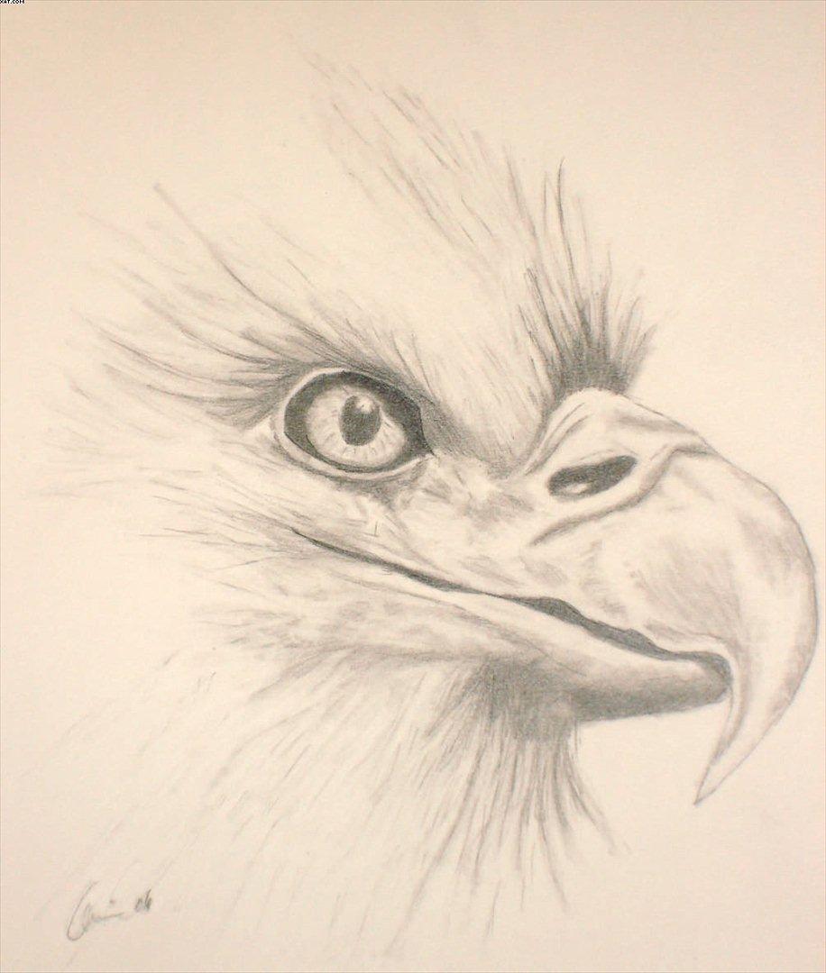 Mine tegninger - SOLGT - mit første forsøg på, at tegne en ørn - A4 billede 8