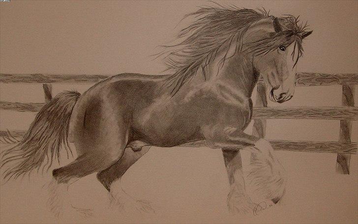 Mine tegninger - Shire hest på A3 papir - Ikke solgt billede 11