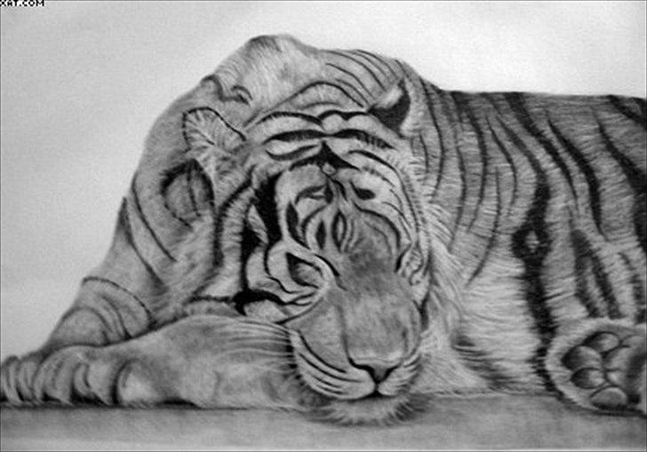 Mine tegninger - EGET - Første tiger billede på A3 - IKKE til salg billede 13