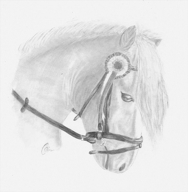 Mine tegninger - Haflinger - A4  billede 14