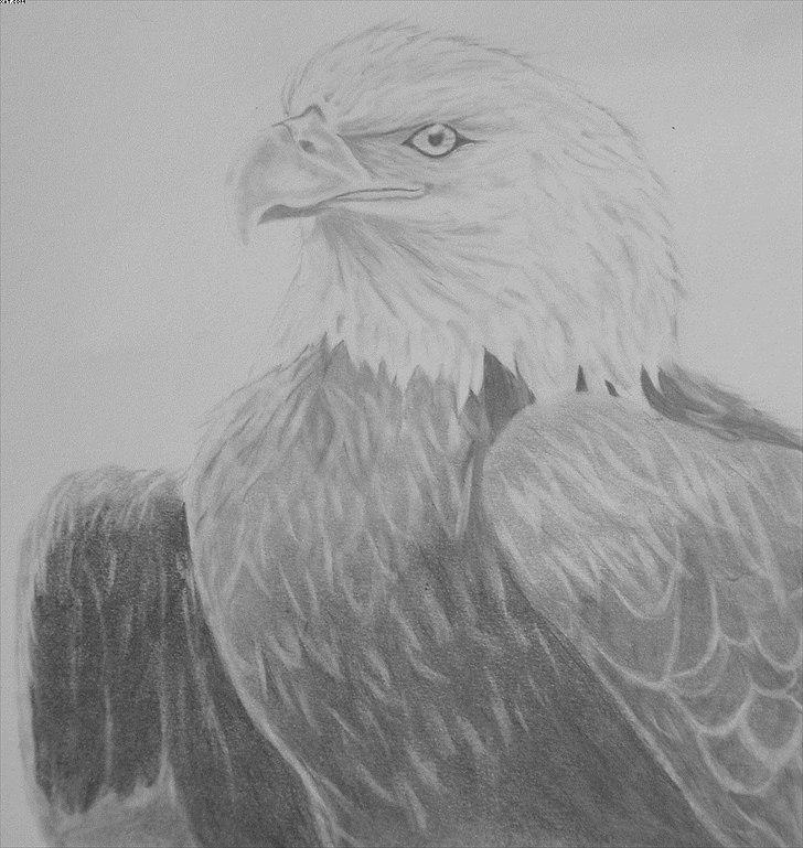 Mine tegninger - Ørn - A4 - Ikke solgt billede 18