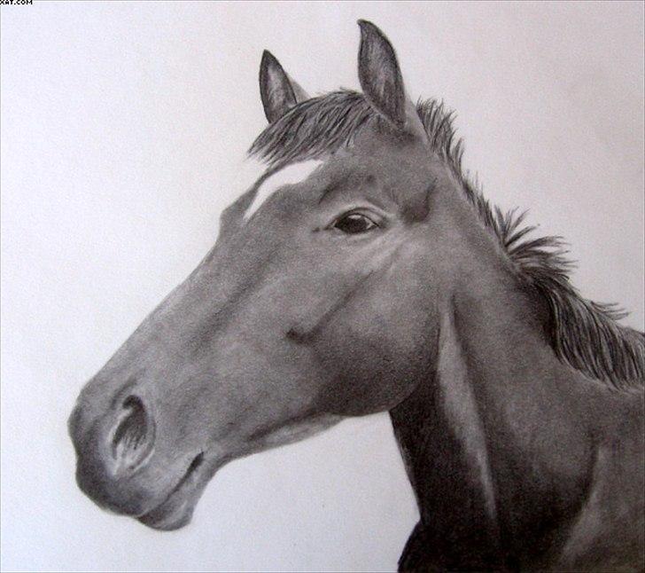 Mine tegninger - BESTILLING - en bekendts afdøde hest - A4 billede 25