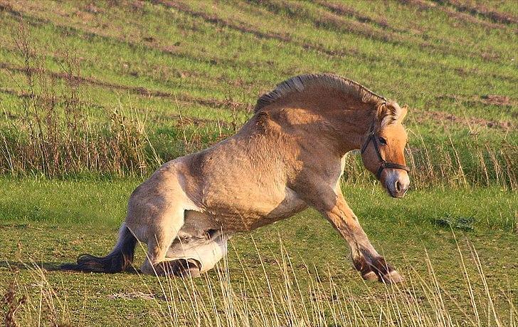 Billeder lavet/redigeret i Photoshop billede 10