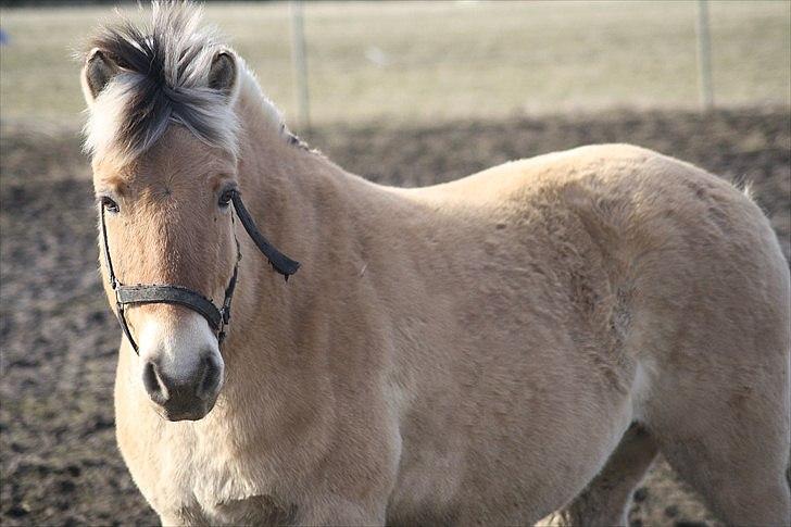 Billeder lavet/redigeret i Photoshop billede 11