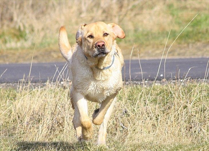 Billeder lavet/redigeret i Photoshop billede 13