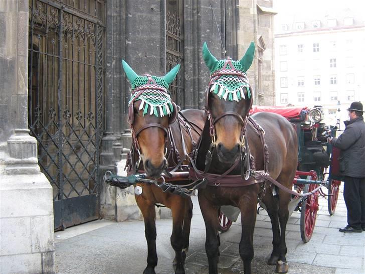 Billeder fra Wien + Den Spanske Rideskole - De to heste der var foran den vogn vi kørte i. Det var ikke alle hestene som så lige godt ud. Me de her to så sunde og raske ud. billede 1