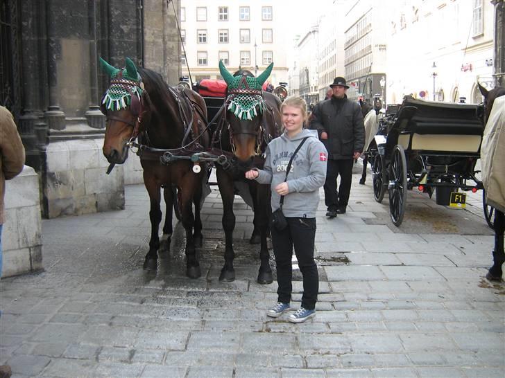 Billeder fra Wien + Den Spanske Rideskole - Mig sammen med pruhestene :) billede 3