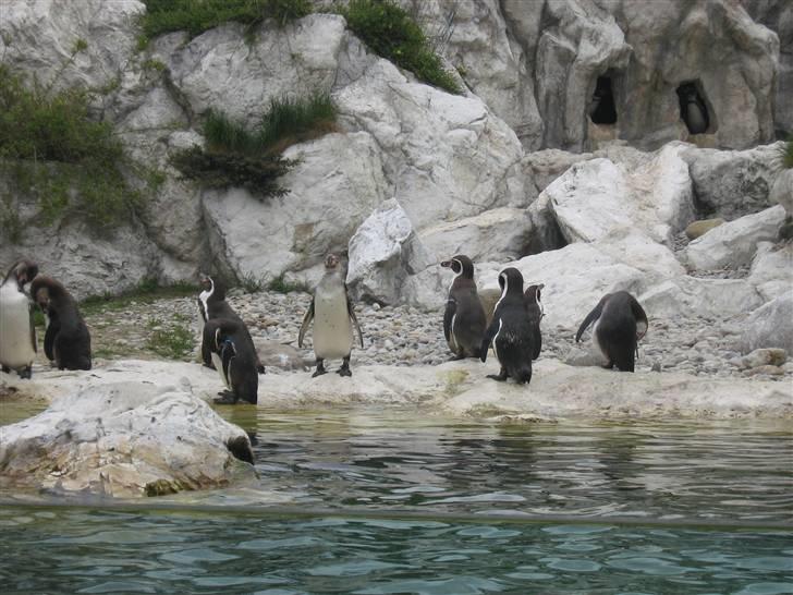 Billeder fra Wien + Den Spanske Rideskole - Så smuttede vi lige en tur i Wiens Zoo, som lå lige ved siden af Schönbrunn. 
Det var nogle søde pingviner :) billede 23
