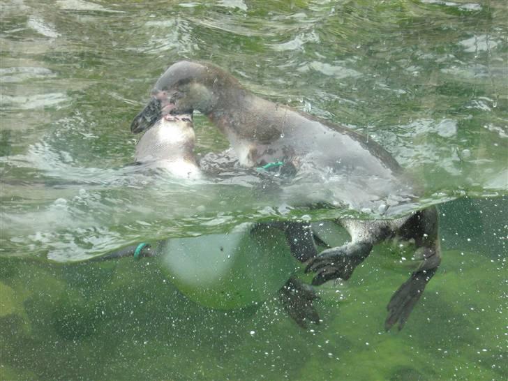 Billeder fra Wien + Den Spanske Rideskole - Lege lege :) billede 24
