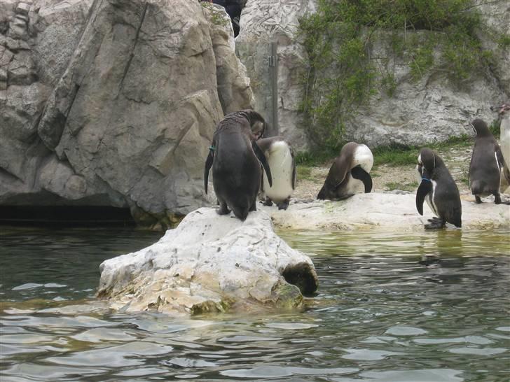 Billeder fra Wien + Den Spanske Rideskole billede 25