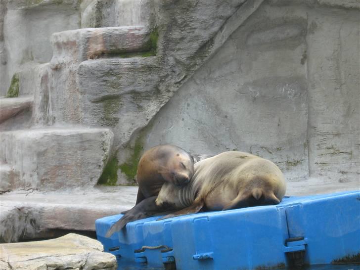 Billeder fra Wien + Den Spanske Rideskole - Nårh :) billede 27