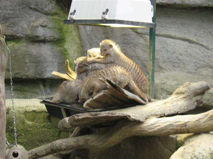 Billeder fra Wien + Den Spanske Rideskole - De var simpelthen så søde. De lå bare i en kæmpe bunke :) billede 28