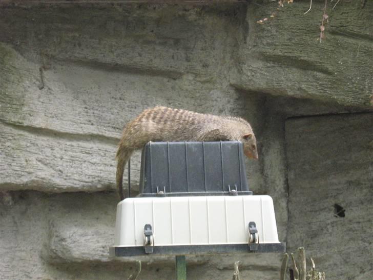 Billeder fra Wien + Den Spanske Rideskole - Den gad ikke ligge sammen med de andre, haha. billede 29