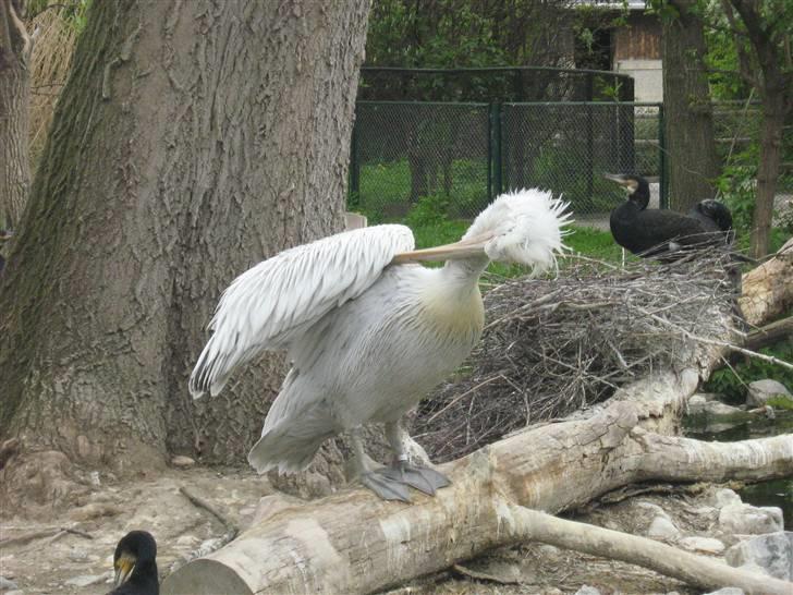 Billeder fra Wien + Den Spanske Rideskole - En punker Pilikan. billede 30