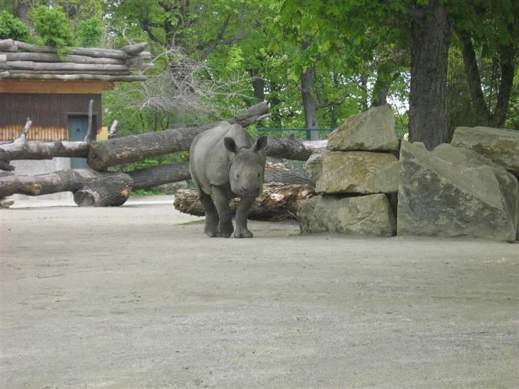 Billeder fra Wien + Den Spanske Rideskole - Sødt næsehorn. billede 31