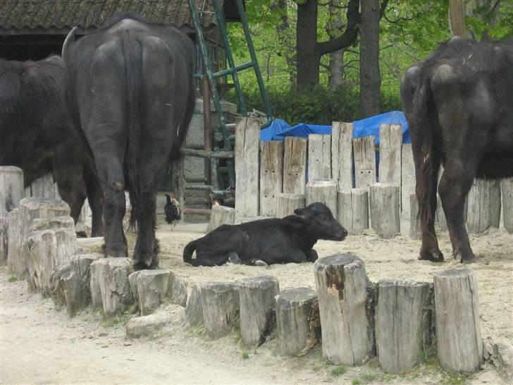 Billeder fra Wien + Den Spanske Rideskole - Lille baby. billede 32