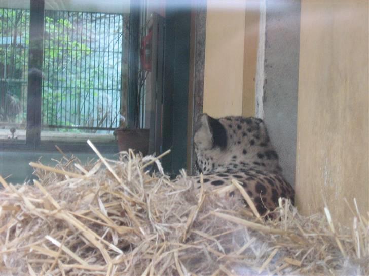 Billeder fra Wien + Den Spanske Rideskole - Dogne dogne. billede 33