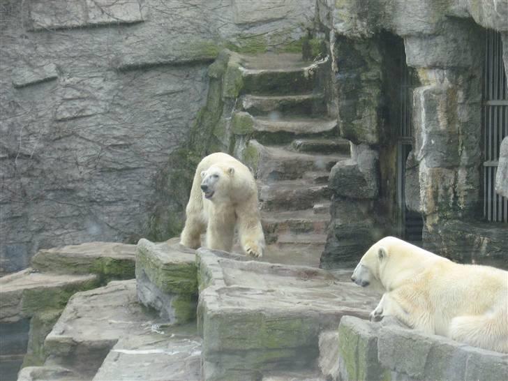 Billeder fra Wien + Den Spanske Rideskole - Den ene isbjørn var ret deprimerende at se på, den gik bare frem og tilbage. De havde heller ikke meget plads. Så syndt :( billede 34