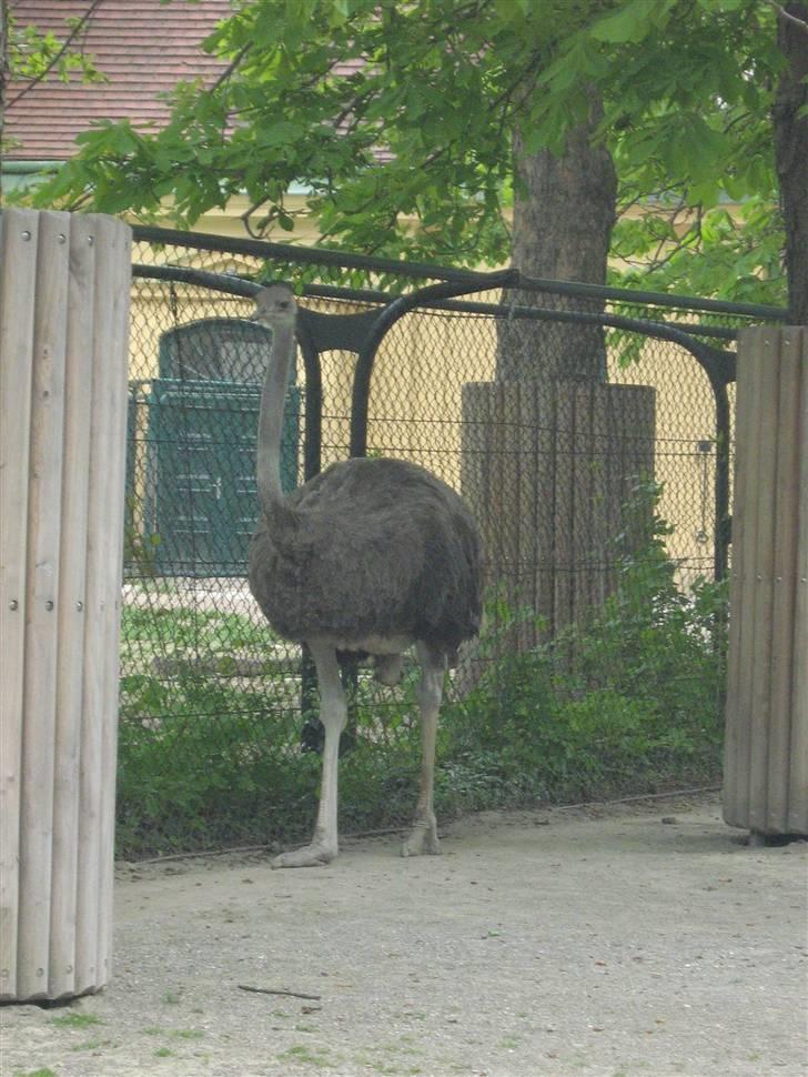 Billeder fra Wien + Den Spanske Rideskole billede 35