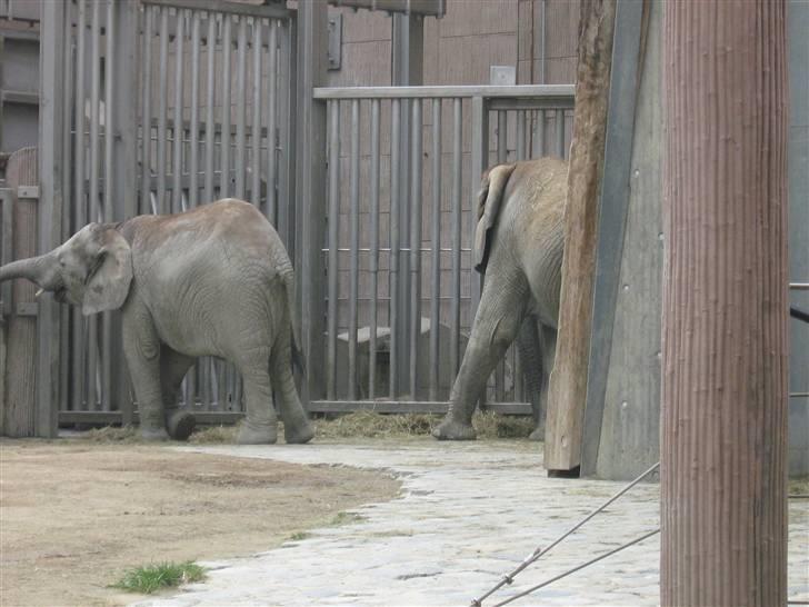 Billeder fra Wien + Den Spanske Rideskole - Elefant mor og elefant unge. billede 36