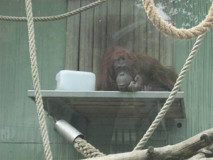 Billeder fra Wien + Den Spanske Rideskole - Det er trættende med alle de mennesker som kigger på mig. billede 37