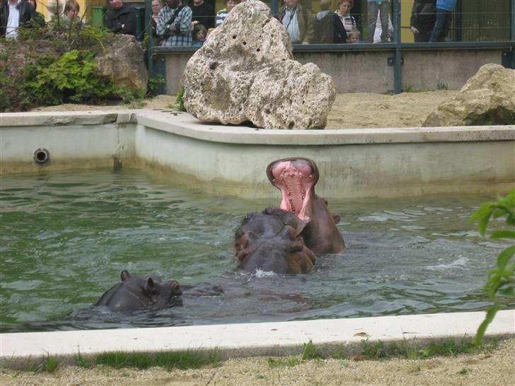 Billeder fra Wien + Den Spanske Rideskole - Kom Anton :) billede 38