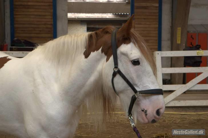 Tengninger til andre - Basse billede 5