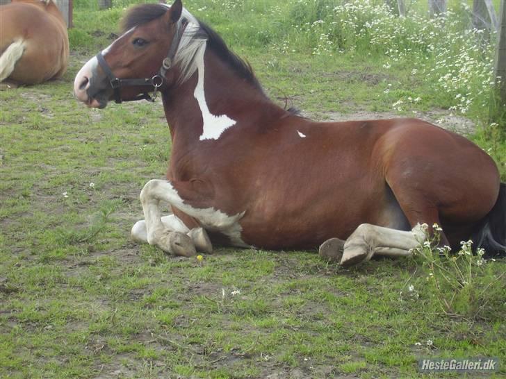 Tengninger til andre - Cæsar billede 7