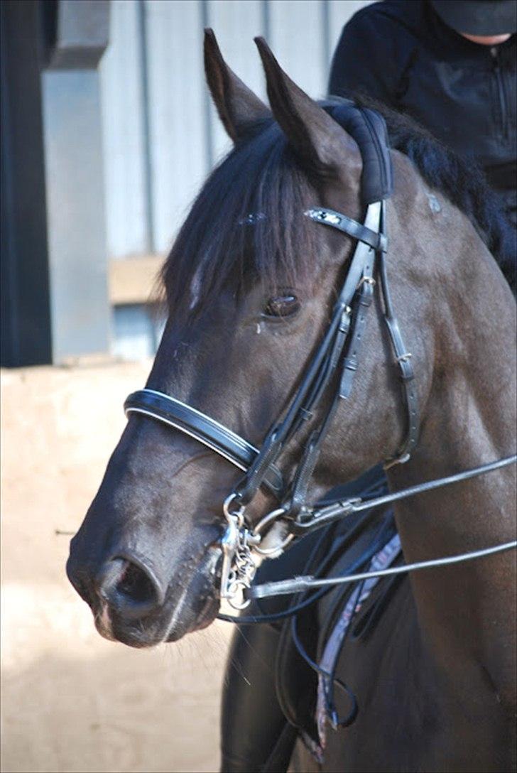 Sune Hansen Kursus - Atnon i nærbillede ( Lotte M har taget billedet) billede 16