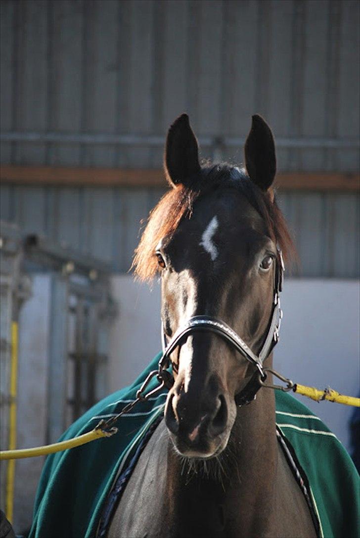 Sune Hansen Kursus - Så er Atnon ved at være klar til 40 min`s undervisning hos Sune Hansen ( Lotte M har taget billedet)  billede 17
